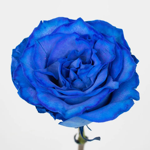 Blue Tinted Rose Flower Up close