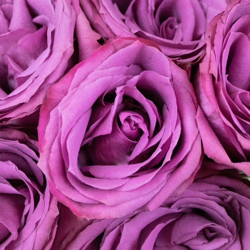 Blueberry Purple Roses Up Close