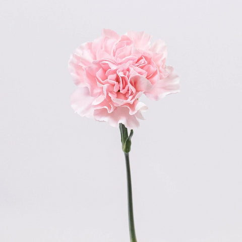 Blush Carnation Flower Stem
