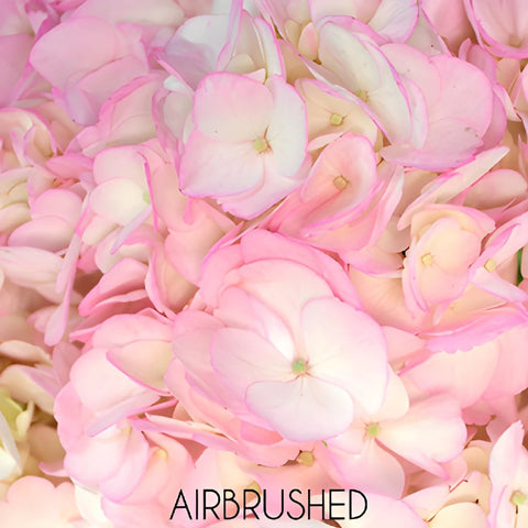 Blush Enhanced Hydrangea Flower Up Close