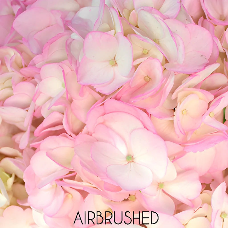 Blush Enhanced Hydrangea Flower Up Close