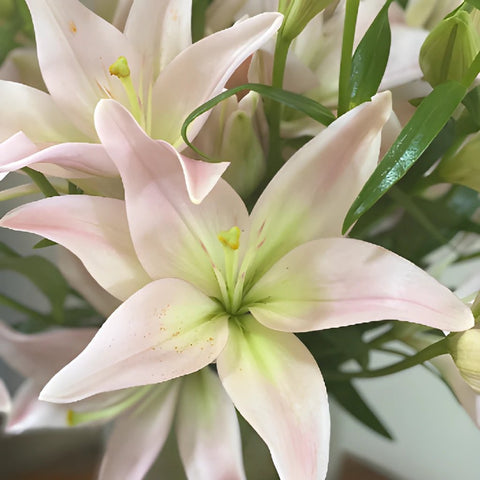Blush Hybrid Lily