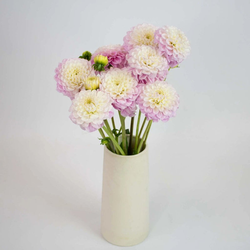 Blush Peekaboo Dahlia Flower Bunch in Vase
