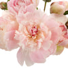 Alertie Peonies for May Delivery