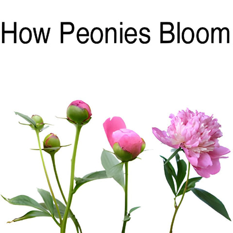 Blush Pink Alertie How Peonies Bloom
