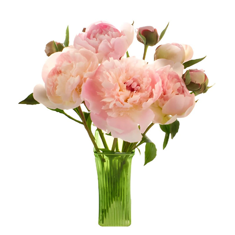 Blush Pink Alertie Peony in a vase