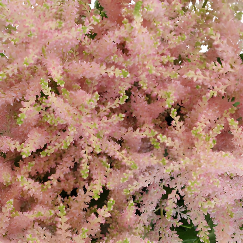 Blush Pink Astilbe Flowers May to October