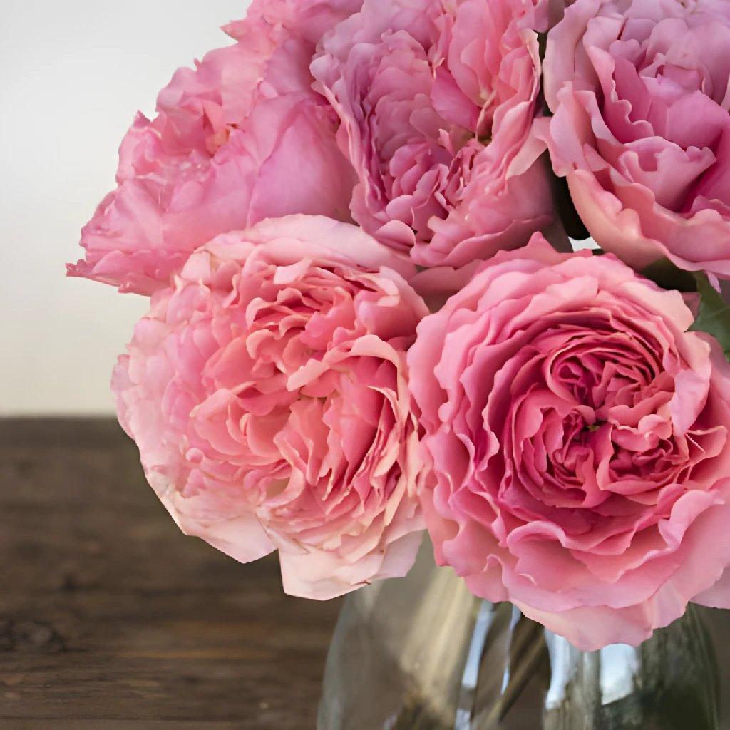 Buy Wholesale Blush Pink Wholesale Garden Rose In Bulk - FiftyFlowers