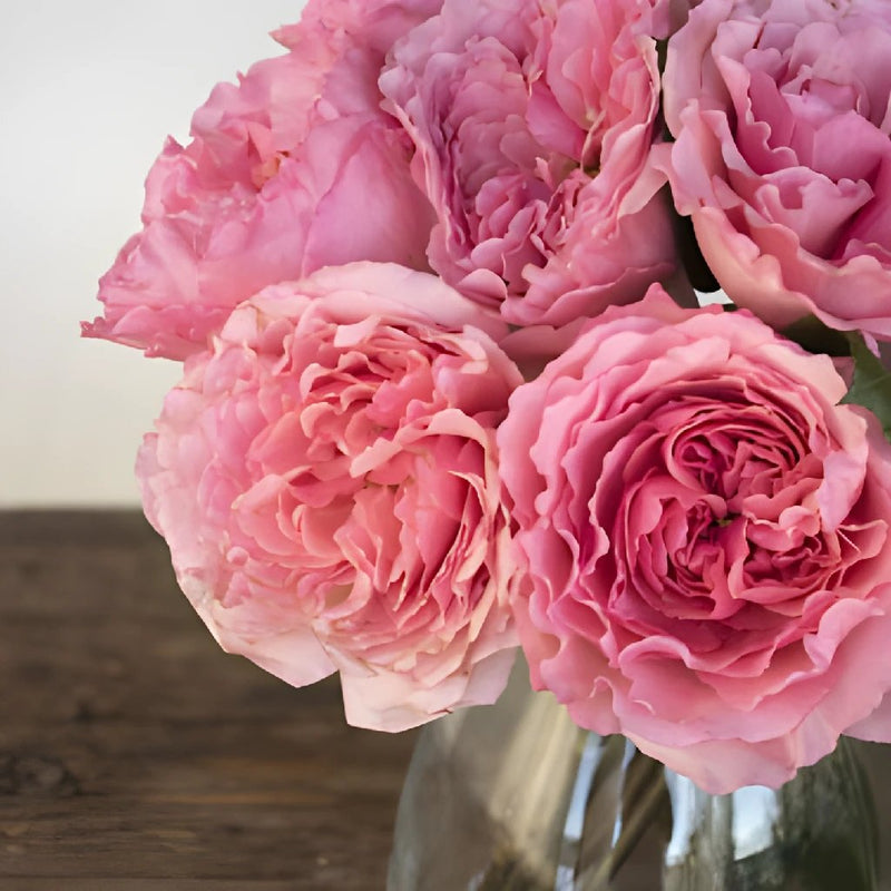 Garden Rose Powder Pink | Bulk Rose | FiftyFlowers