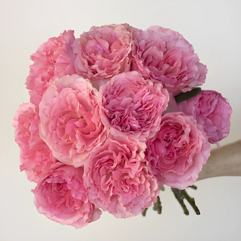 Blush Pink Garden Wholesale Rose Bunch in a hand