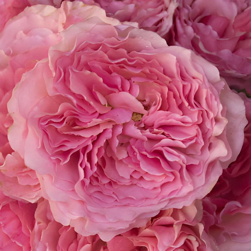 Blush Pink Garden Roses up close