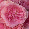 Blush Pink Wholesale Garden Rose