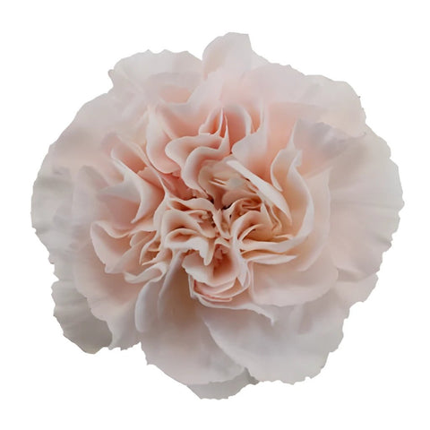 Blush Pink Marlo Carnation Flower FlatLay