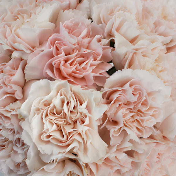 Carnation Bridal Bouquet