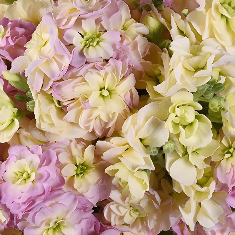 Blush Spray Stock Wholesale Flowers Upclose