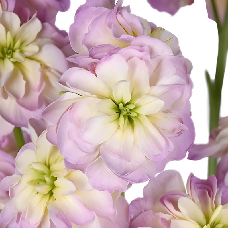 Blush Spray Stock Wholesale Flower Upclose