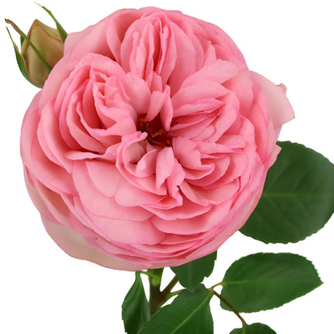 Bridal Pink Peony Rose Stem up close