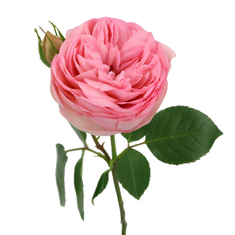 Bridal Pink Peony Rose Stem