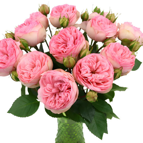 Bridal Pink Peony Wholesale Roses In a vase