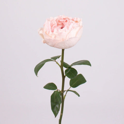 Bridal Tiara Pink Garden Roses Stem