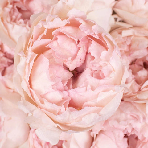 Bridal Tiara Pink Garden Roses Up Close