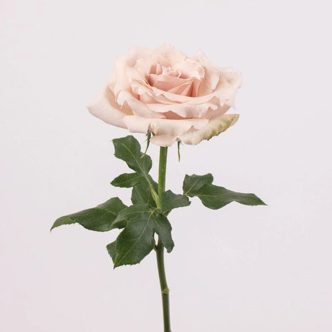 Bridesmaid Blush Garden Roses Stem