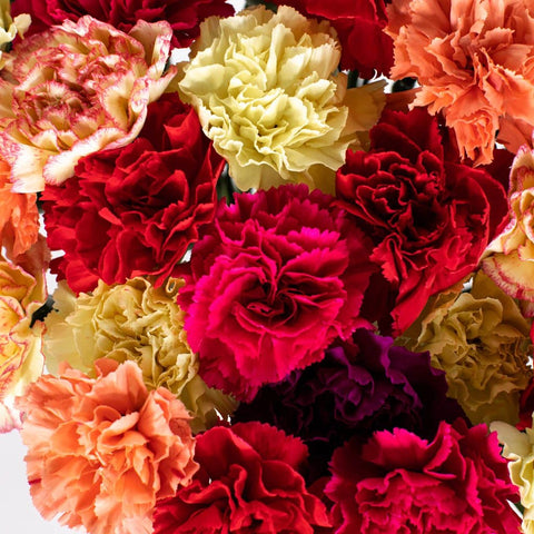 Bright Carnations Flower Bouquet Up Close