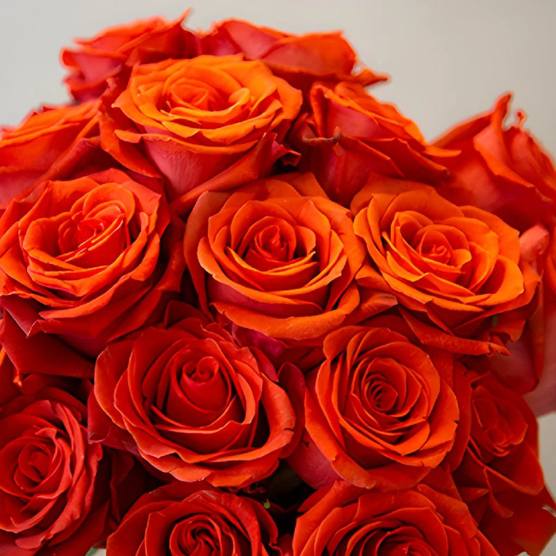 Fire Orange Santana Rose