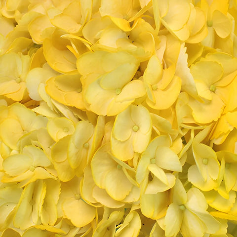 Bright Yellow Airbrushed Hydrangea Wholesale Flower Up close