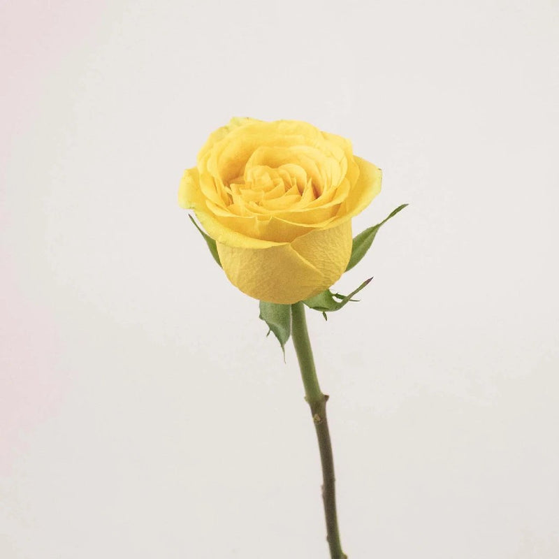 Yellow Rose Stem