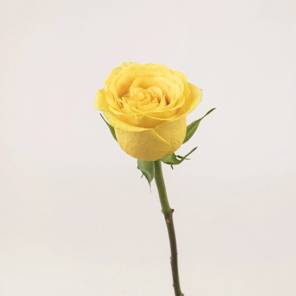 Buy Wholesale Bright Canary Yellow Rose in Bulk - FiftyFlowers