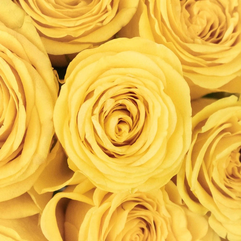 Brighton Yellow Roses Up Close