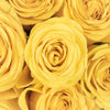 Bright Canary Yellow Rose