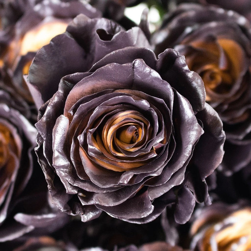 Brown And Black Espresso Rose Flower Up Close