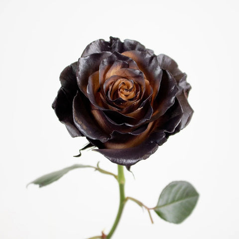 Brown And Black Espresso Tinted Rose Flower Stem