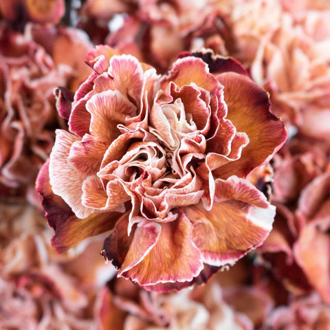 Brown Carnation Flower Up Close