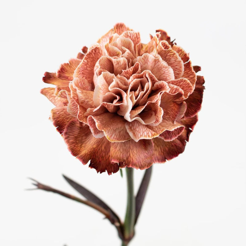 Brown Carnation Flower Stem