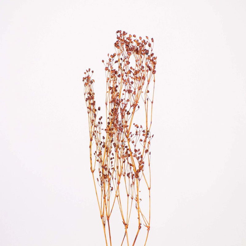 Where to buy dried Baby's Breath - Barn Florist Dried Flowers