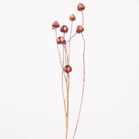 Brown Dried Linum Flower Stem