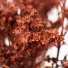 Brown Spice Tinted Solidago Flowers