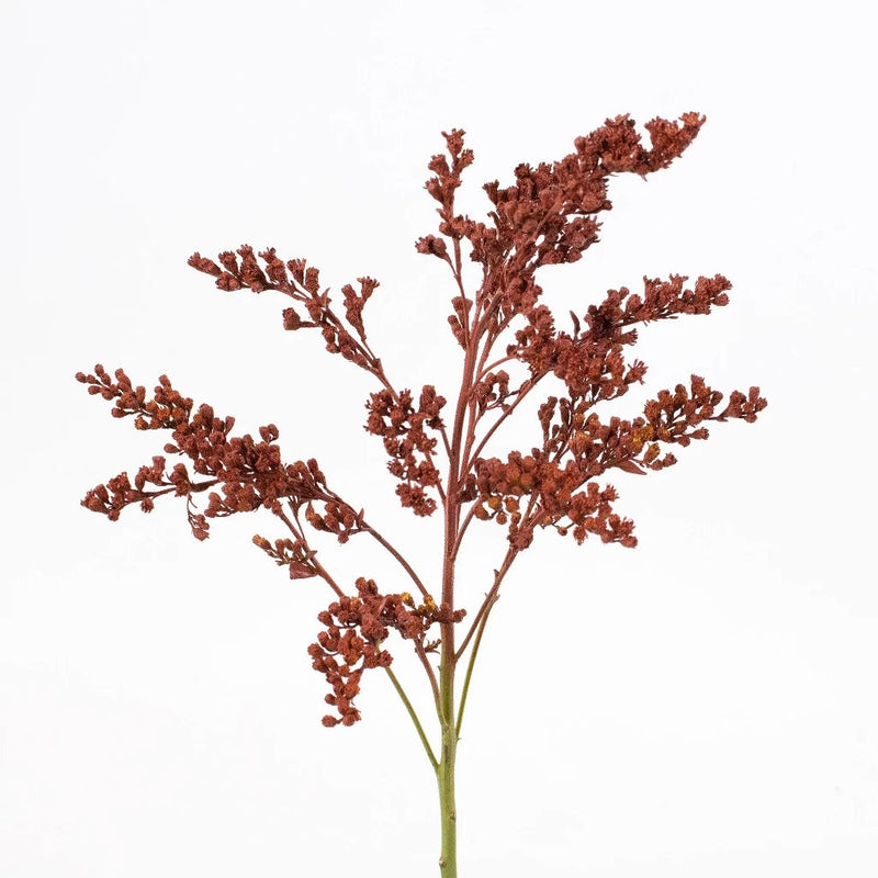 Brown Solidago Flower Stem