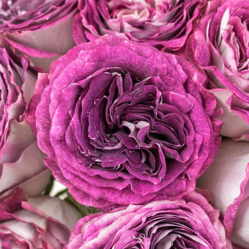 Brujas Purple Garden Rose Up Close