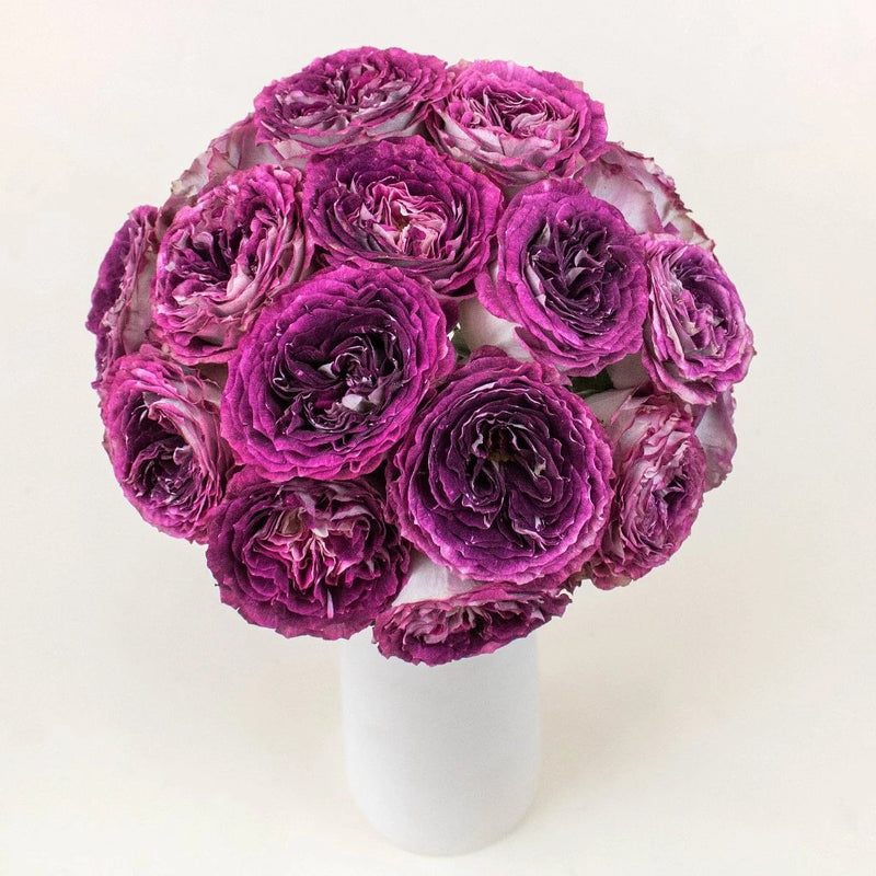 Brujas Purple Garden Rose In a Vase