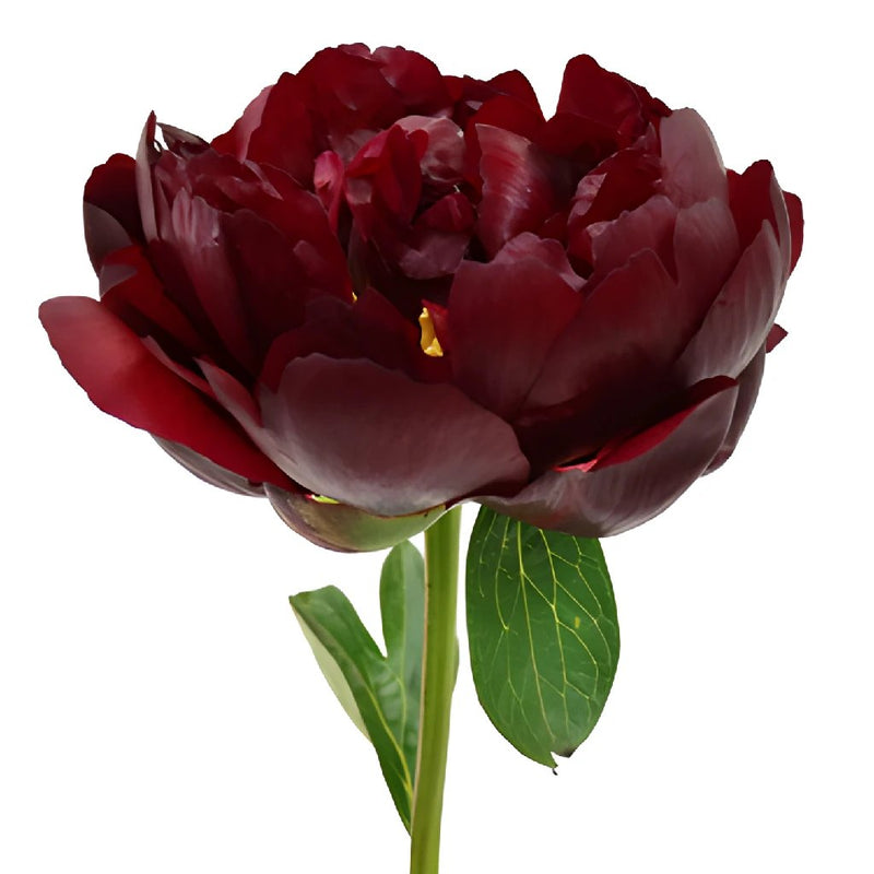 Buy Wholesale Burgundy Red Peony Flowers June Delivery in Bulk - Fi
