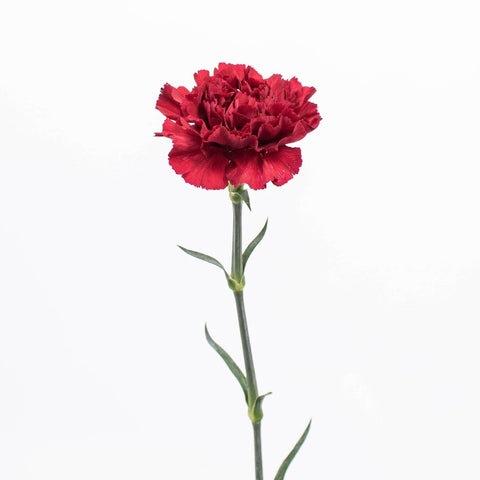 Burgundy Carnation Flower Stem