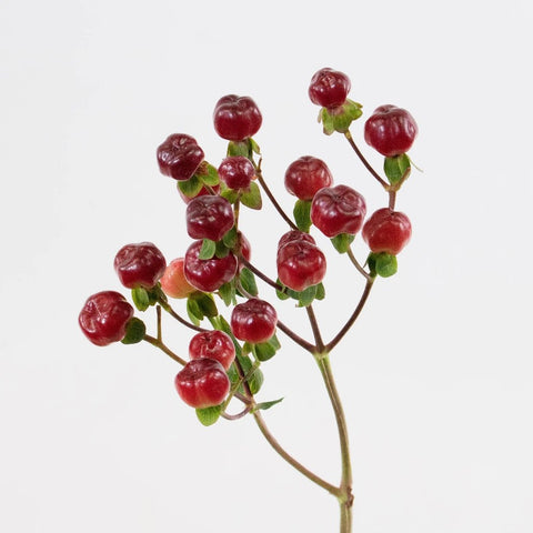 Burgundy Hypericum Berries Flower Stem