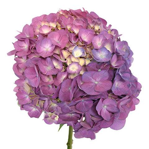 Burst of Purple Berry Hydrangea Flower