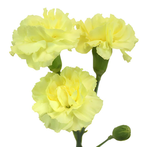 Butter Yellow Mini Carnation Stem