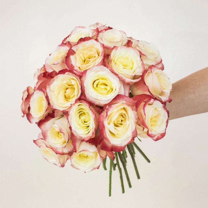 Cabaret Bicolor Rose Bunch in a Hand