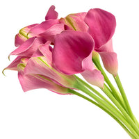 Magenta Mini Calla Lily Flower